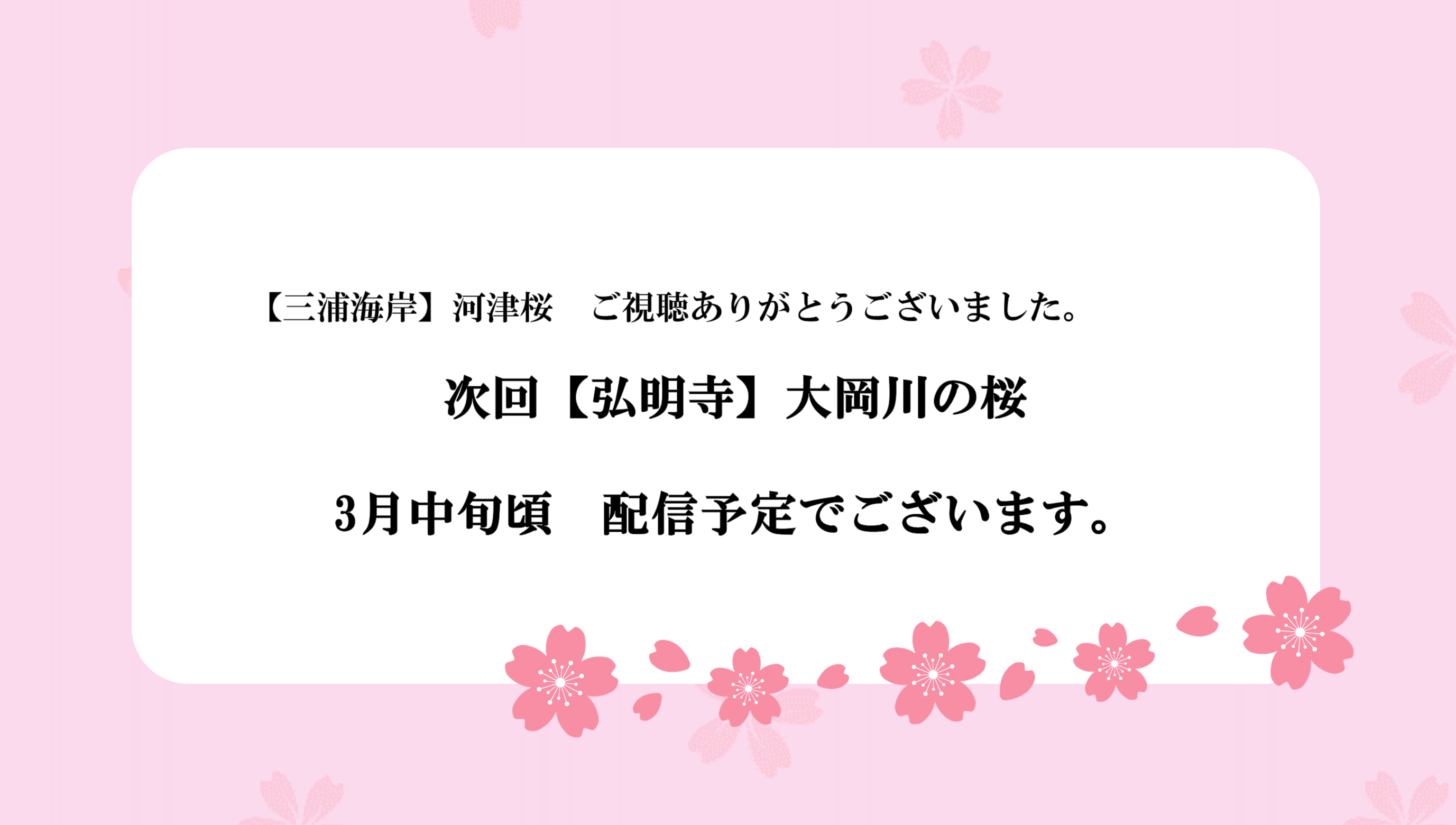 Miurakaigan Kawazu Cherry Blossom Campaign | Haneda Airport Access